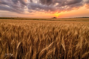 http://www.scottbeanphoto.com/blog/2013/08/05/photographing-kansas-wheat-fields/