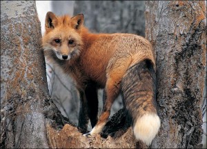 fox-picture