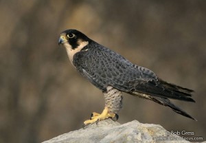 Peregrine Falcon by Bob Gress
