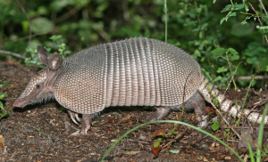 Nine-banded Armadillo by Tom Friedel / Creative Commons
