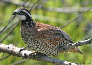 Bobwhite quail (Colinus virginianus): Photo Credit Judd Patterson.