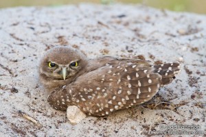 Burrowing Owl Photo by Judd Patterson