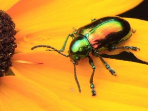 Dogbane Beetle on a Black-eyed Susan.