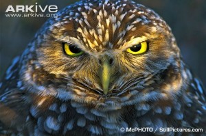 Burrowing-owl-portrait