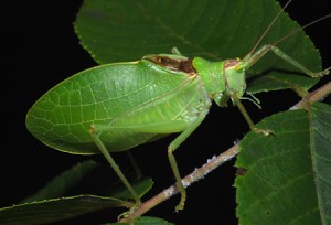 Katydid. Photo from  http://www.leaps.ms 