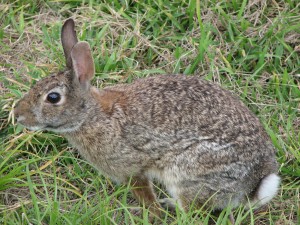 Cottontail rabbit (Sylvilagus floridanus) photo by Harvey Henkelmann