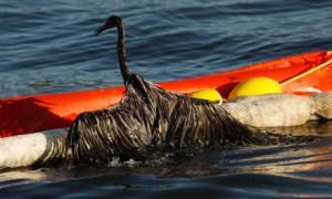 A bird covered in oil from the BP Deepwater Horizon spill struggles to climb on to a boom in Barataria Bay in the Gulf of Mexico. Photograph: Gerald Herbert/AP