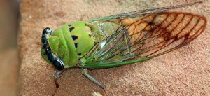 Cicada by Texas Eagle