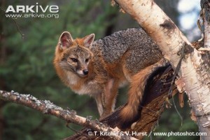 Gray Fox:  Photo Credit: T. Kitchin & V. Hurst