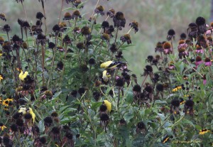 Goldfinches on Purple coneflower seed heads.