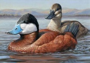 Winning artwork of a pair of Ruddy Ducks painted in acrylic by Jennifer Miller of Olean, New York