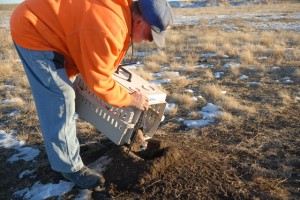 Larry releases a Black-footed Ferret onto his property in 2007