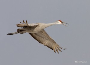 Sandhill crane photo by David Roemer.