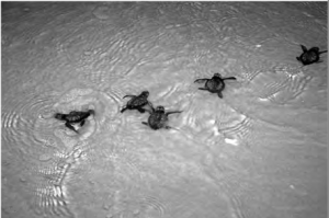 HATCHLINGS FROM ENDANGERED SEA TURTLES ARE RELEASED INTO THE ATLANTIC OCEAN NEAR KENNEDY SPACE CENTER/CAPE CANAVERAL. CREDIT: NASA, KIM SHIFLETT  