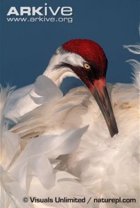 Since whooping cranes are occurring more frequently in Kansas, especially at Cheyenne Bottoms and the Quivira National Wildlife Refuge and their surrounding areas, waterfowl hunters must be able to identify the endangered Whooping crane.