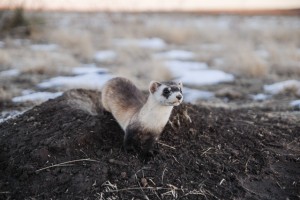 One of the first ferrets reintroduced to the Haverfield property in December 2007.