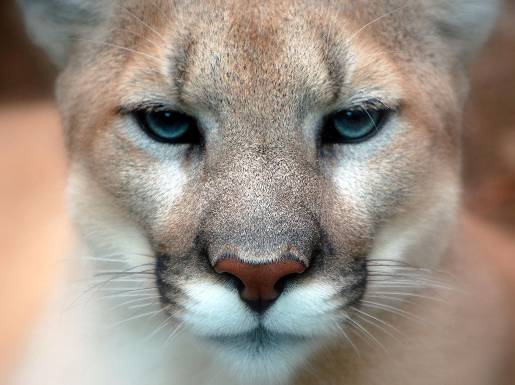 Cougar      Photo Credit: Art G. (Flickr) 
