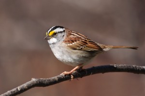White-throated Sparrow photo by Simon Pierre Barrette