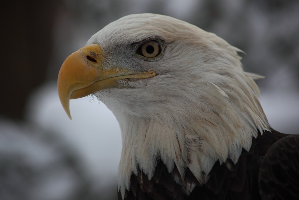 The Bald Eagle (Haliaeetus leucocephalus): Photo by ForestWonder 