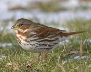 Fox Sparrow from Audubon Guide to North American Birds