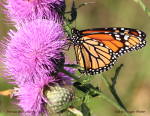 Monarch feeding on thistle.